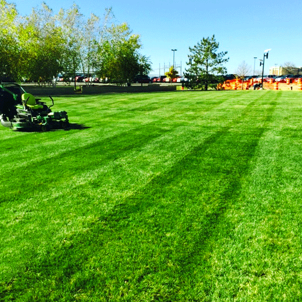 Lawn grass mowed with lawnmower